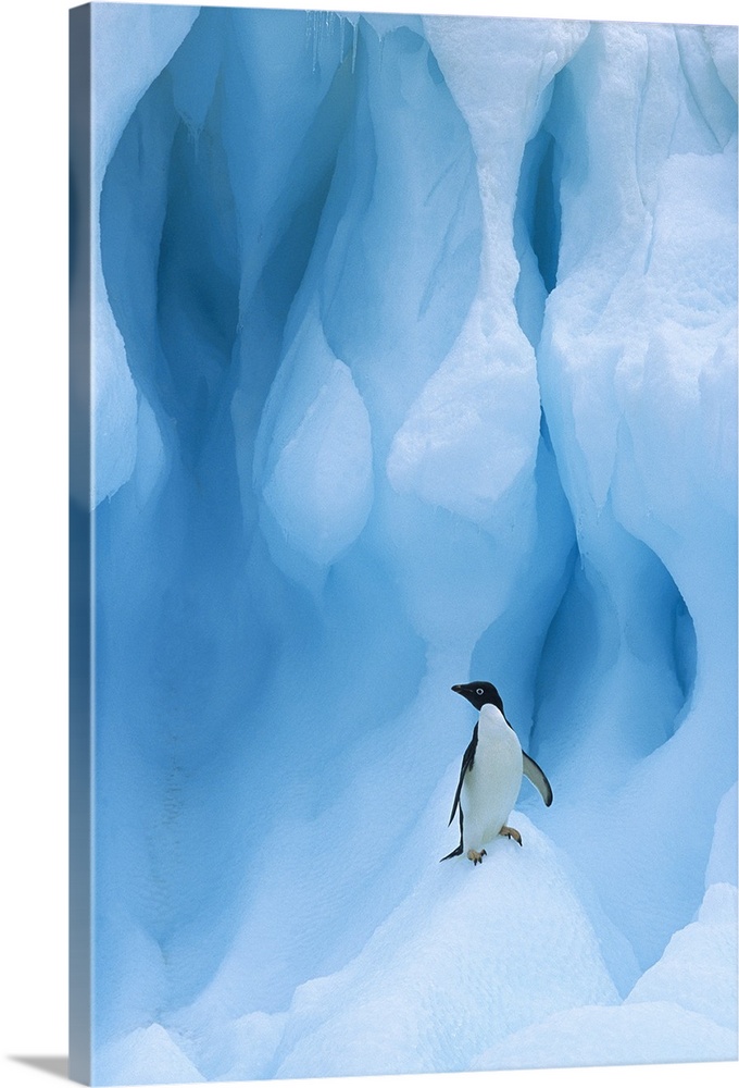 Adelie Penguin (Pygoscelis adeliae) on iceberg, South Shetland Islands, Antarctic Peninsula