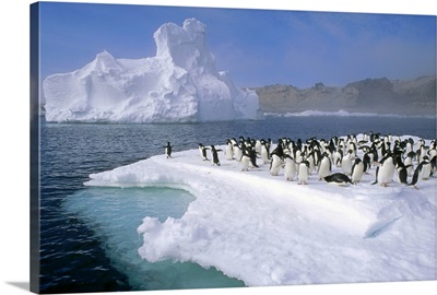 Adelie Penguin (Pygoscelis adeliae) group, Ross Sea, Antarctica