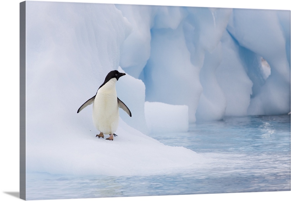 Adelie PenguinPygoscelis adeliaeOn icebergPaulet Island, Antarctica