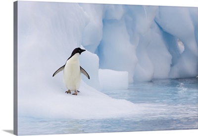 Adelie Penguin (Pygoscelis adeliae) on melting iceberg, Paulet Island, Antarctica