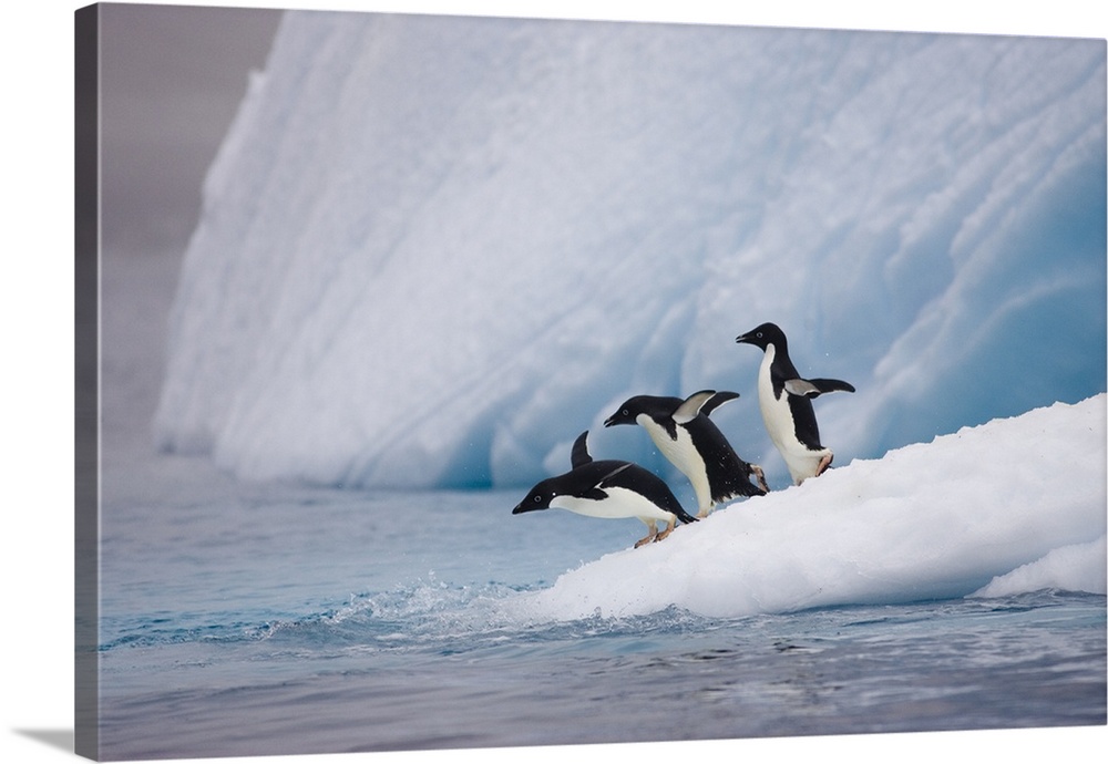 Adelie Penguin (Pygoscelis adeliae) trio diving off iceberg, Paulet Island, Antarctica
