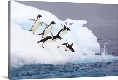 Adelie Penguins diving off iceberg