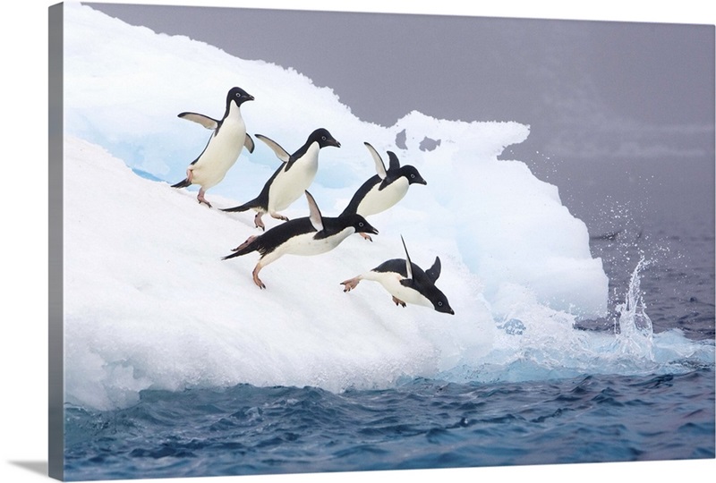 Adelie Penguins diving off iceberg | Great Big Canvas