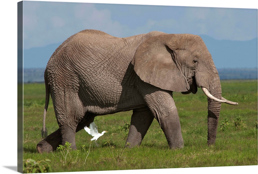African Elephant  - Loxodonta africana.