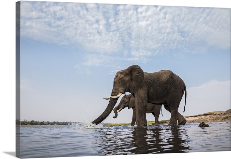 African Elephant Bulls Drinking Botswana Wall Art Canvas Prints Framed Prints Wall Peels