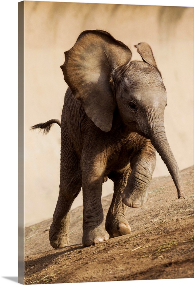 African Elephant calf running, native to Africa