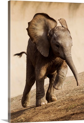 African Elephant calf running, native to Africa