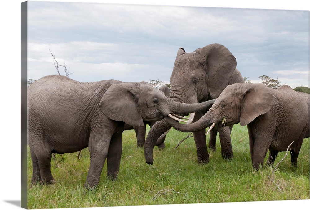 African Elephant calves playing, Ol Pejeta Conservancy, Kenya