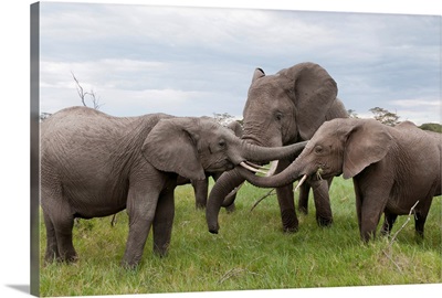 African Elephant calves playing, Ol Pejeta Conservancy, Kenya