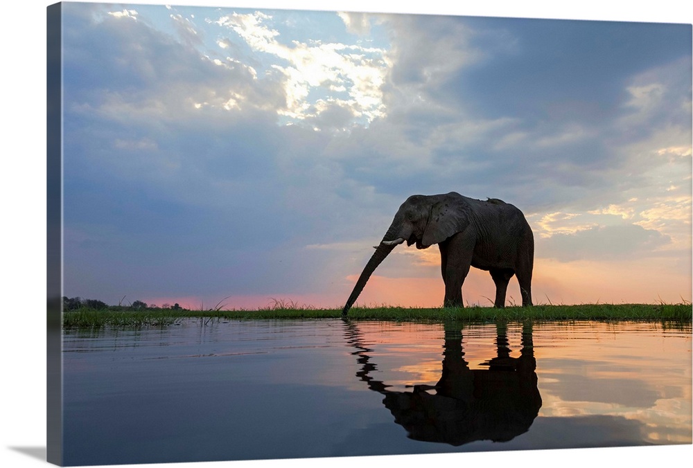 African Elephant (Loxodonta africana) drinking, Chobe River, Botswana.