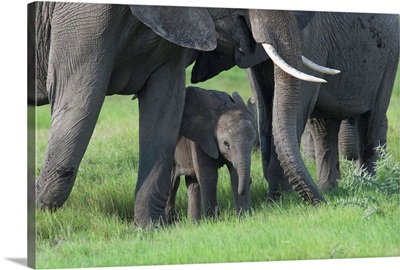 African Elephant females protecting calf, Amboseli National Park, Kenya