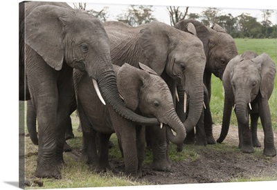 African Elephant herd grazing, Ol Pejeta Conservancy, Kenya