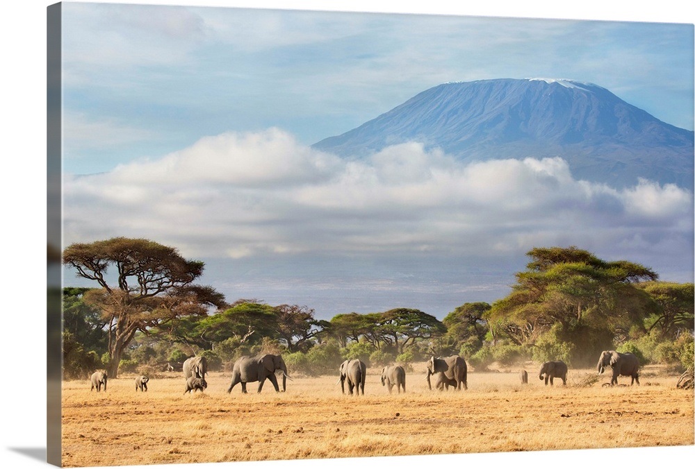 African Elephant herd in savanna, Mount Kilimanjaro, Amboseli National ...