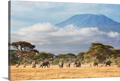 African Elephant herd in savanna, Mount Kilimanjaro, Amboseli National Park, Kenya