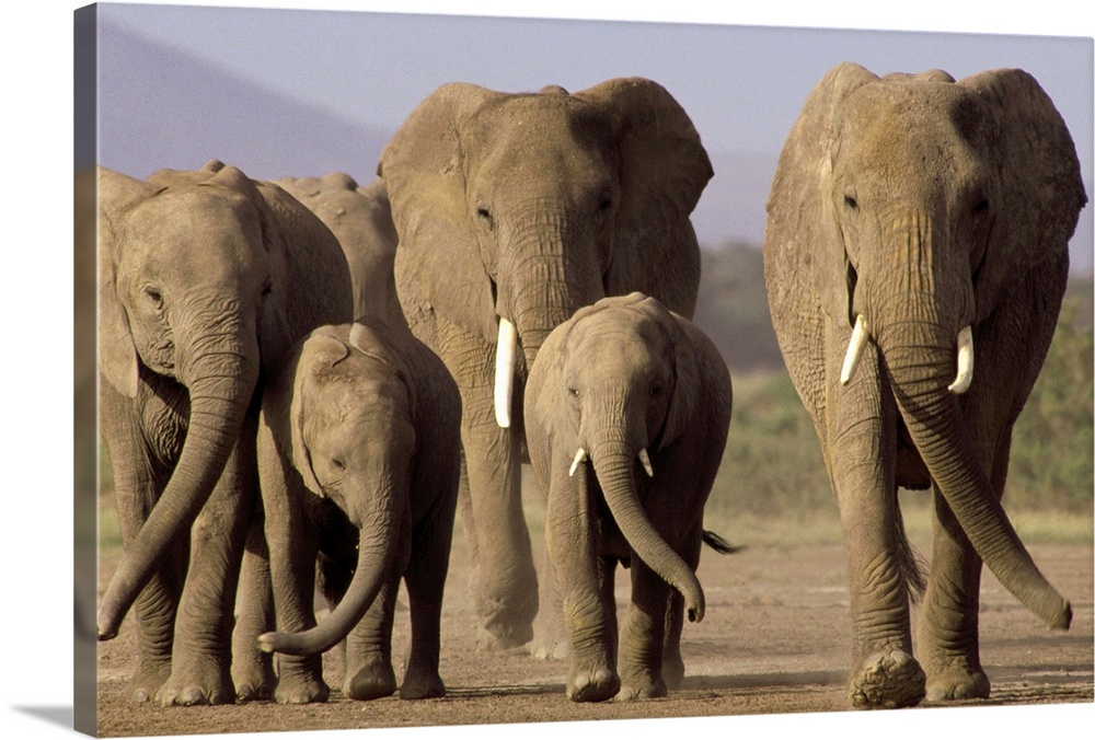Photo of six elephants walking together in an African park printed on canvas.