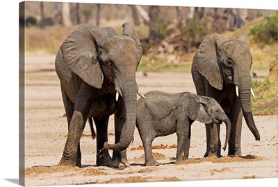 African Elephant juveniles and calf drinking from holes, Ruaha National Park, Tanzania