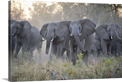 African Elephant (Loxodonta africana) herd gathering, Okavango Delta, Botswana