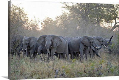 African Elephant (Loxodonta africana) herd gathering, Okavango Delta, Botswana