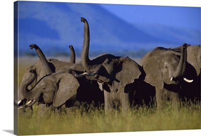 African Elephant (Loxodonta africana) herd sniffing the air, Kenya