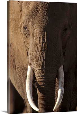 African Elephant (Loxodonta africana) male portrait with long tusks, Kenya