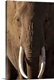image thumbnail of African Elephant (Loxodonta africana) male portrait with long tusks, Kenya
