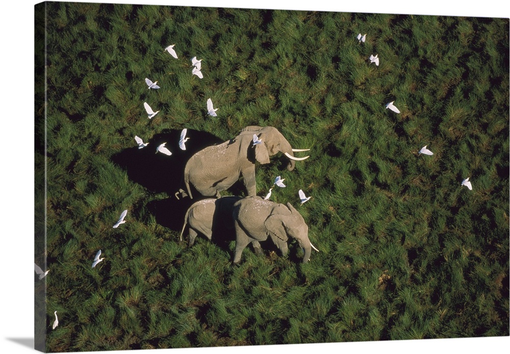 African Elephant parents and two calves with Cattle Egret flock, Kenya
