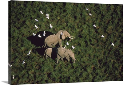 African Elephant parents and two calves with Cattle Egret flock, Kenya