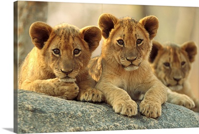 African Lion cubs resting on a rock, Hwange National Park, Zimbabwe