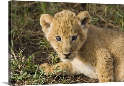 African Lion five week old cub