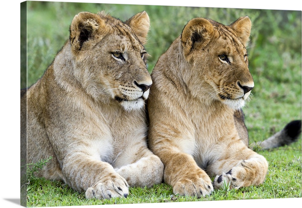 African Lion (Panthera leo) juvenile males, Serengeti National Park, Tanzania.