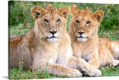 African Lion juvenile males, Serengeti National Park, Tanzania