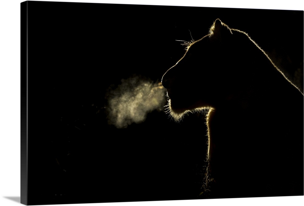 African Lion (Panthera leo) lioness breathing at night, Sabi Sands Game Reserve, South Africa.