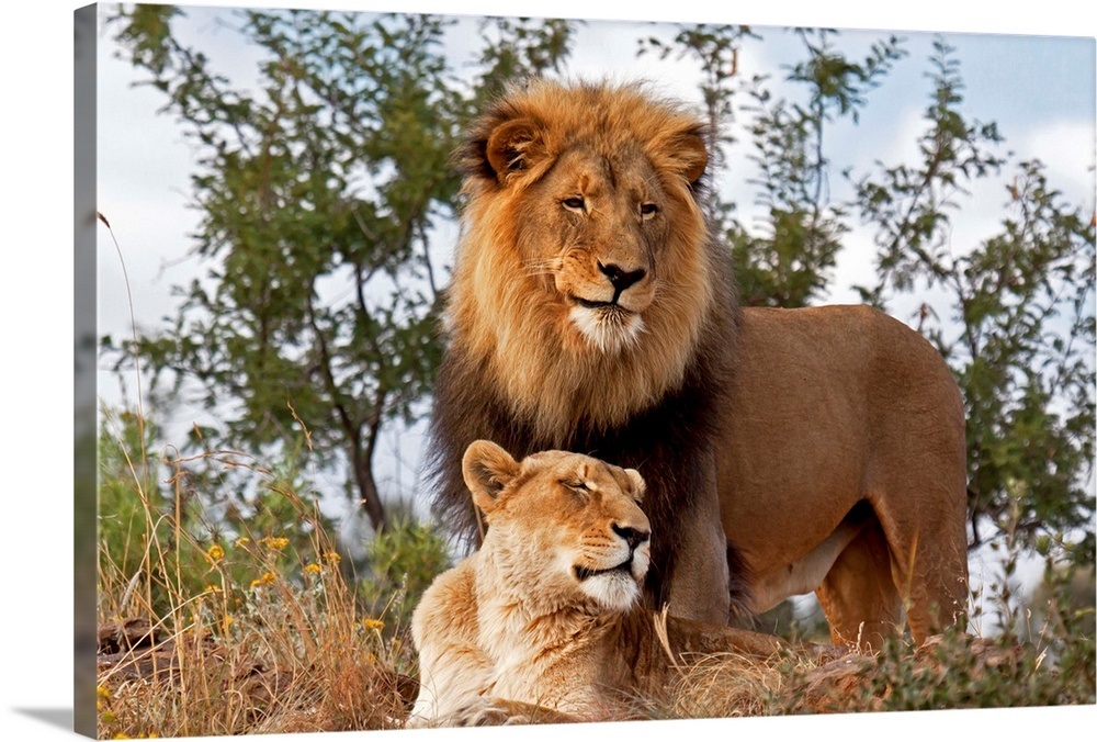 African Lion male and female, Botswana Wall Art, Canvas Prints, Framed