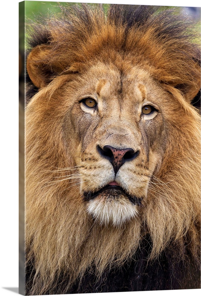 African Lion male, native to Africa