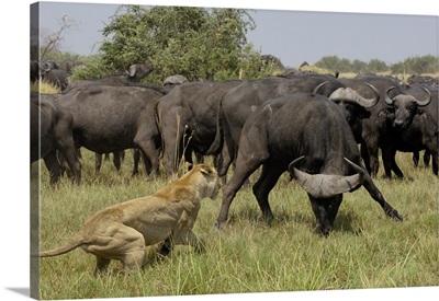 African Lion (Panthera leo) fending off Cape Buffalo (Syncerus caffer), Africa