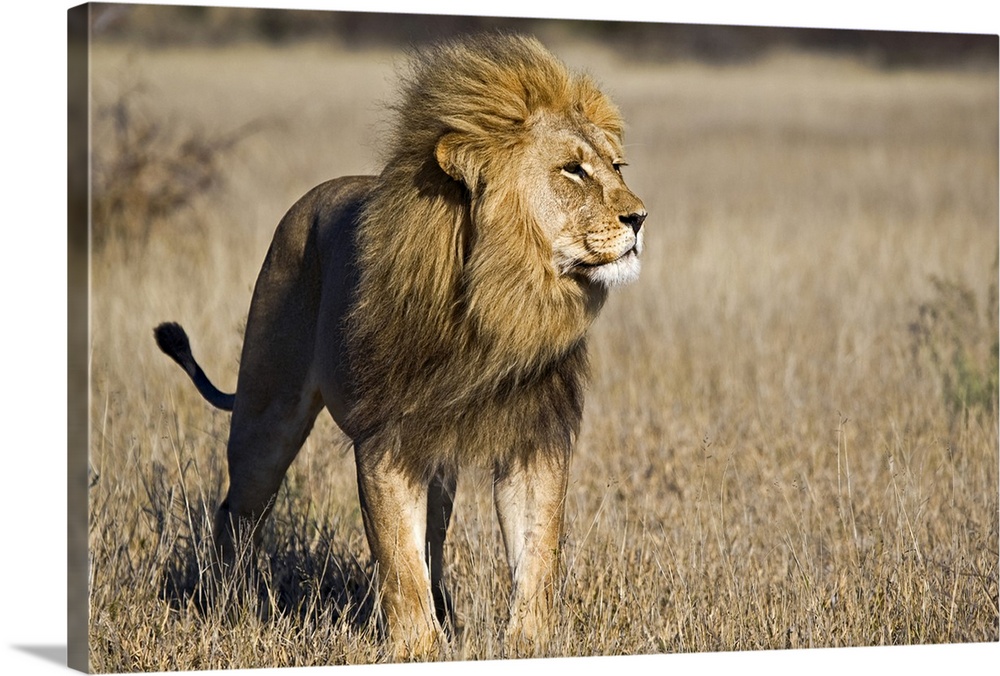 Large canvas photo of a lion standing in a field in Africa looking to the right.