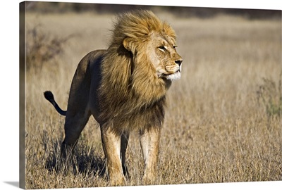 African Lion (Panthera leo) male, Khutse Game Reserve, Botswana