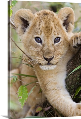 African Lion six to seven week old cub