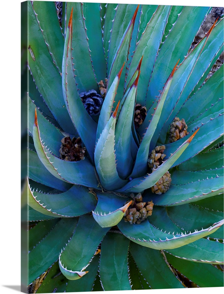 Agave (Agave sp) plants with pine cones, North America