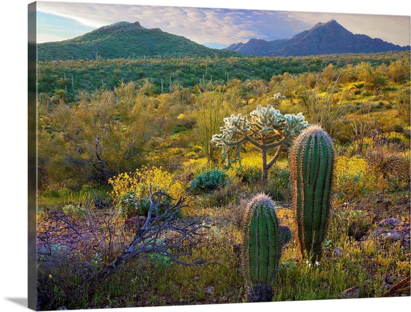 Ajo Mountains, Organ Pipe Cactus National Monument, Sonoran Desert ...