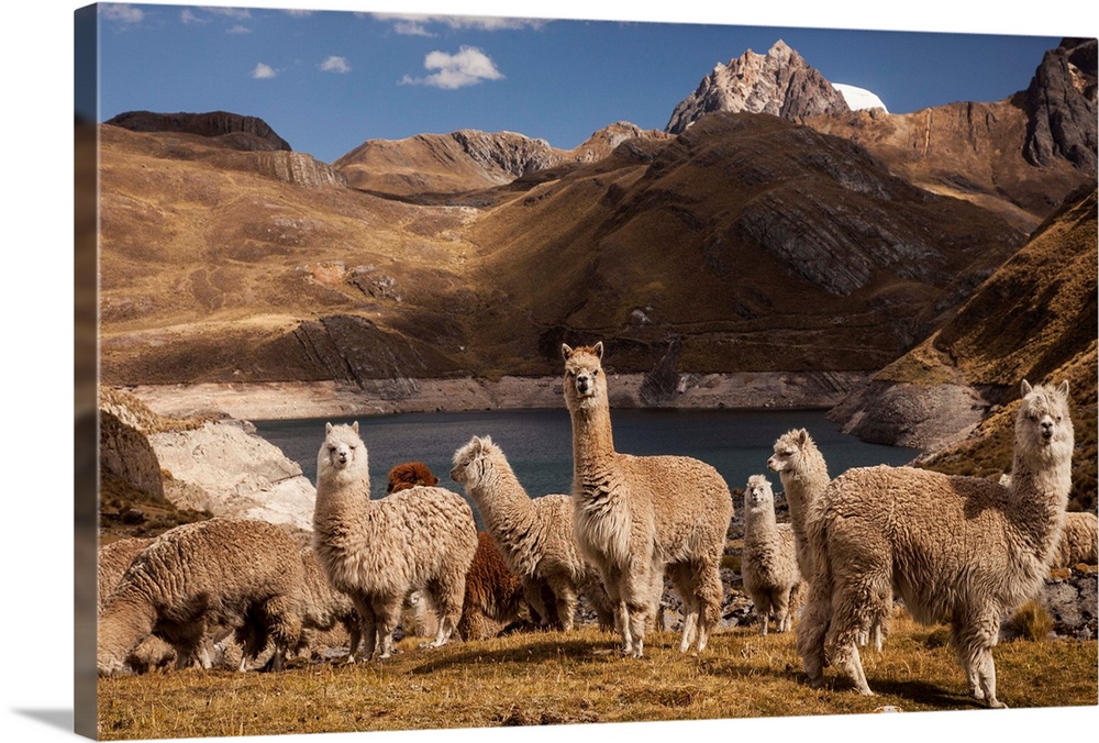 Alpacas grazing above Viconga lake, Cordillera Huayhuash, Andes mountains, northern Peru.