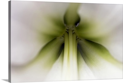 Amaryllis (Hippeastrum sp) flower, Netherlands