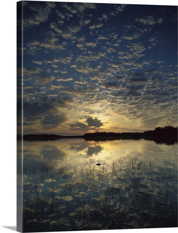 American Alligator in Nine-mile Pond, Everglades National Park, Florida ...