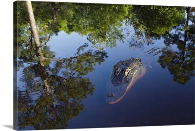 American Alligator on surface, Okefenokee National Wildlife Refuge, Florida