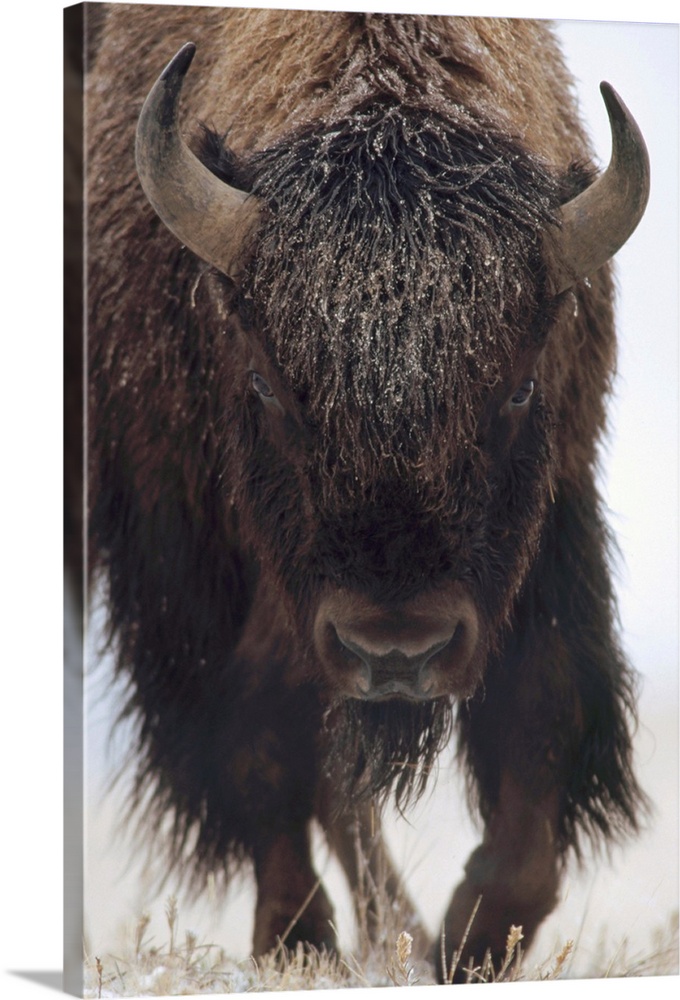 American Bison (Bison bison) portrait in snow, North America