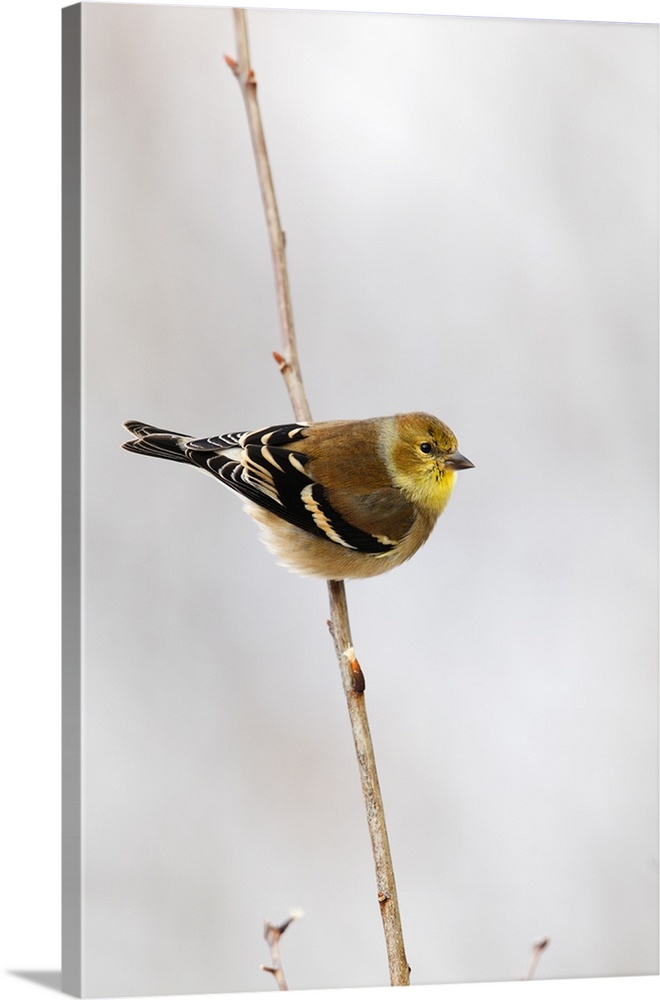 american goldfinch in snow