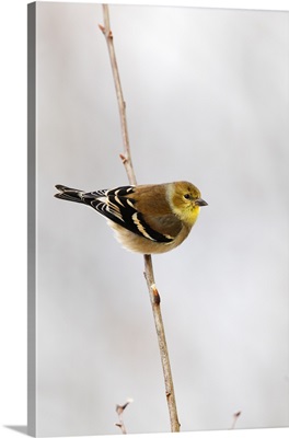 American Goldfinch (Carduelis tristis), Canada