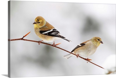 American Goldfinch (Carduelis tristis) pair, Nova Scotia, Canada