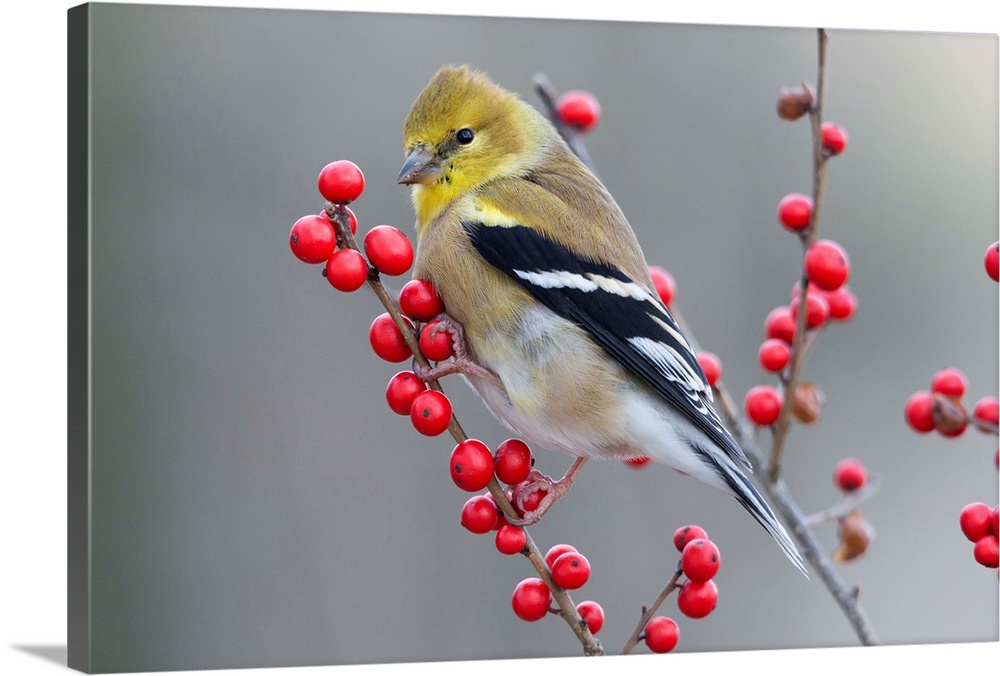 American Goldfinch (Carduelis tristis) in winter with berries, Maine.