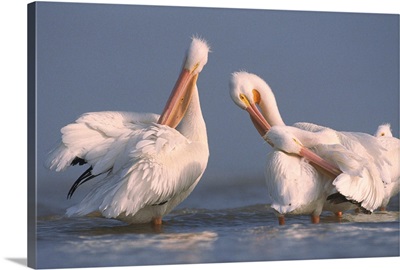 American White Pelican pair preening in shallow water, Texas Coast, Texas